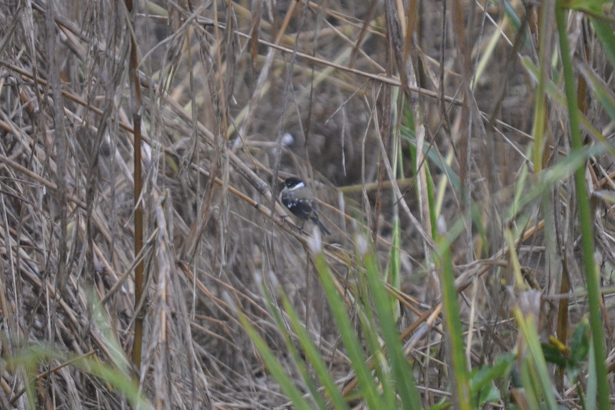 Morelet's Seedeater - ML647095931