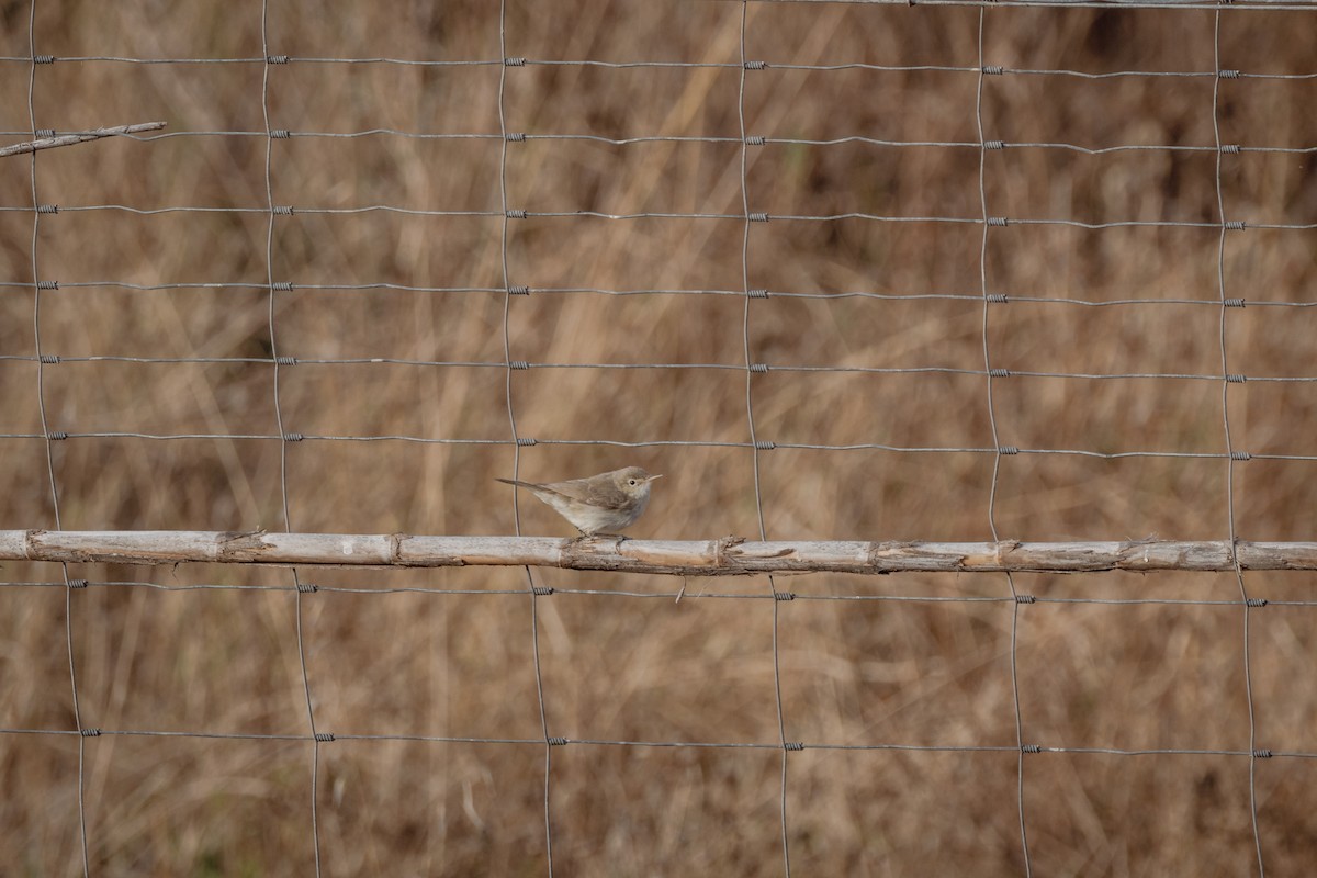 Western Olivaceous Warbler - ML647095934