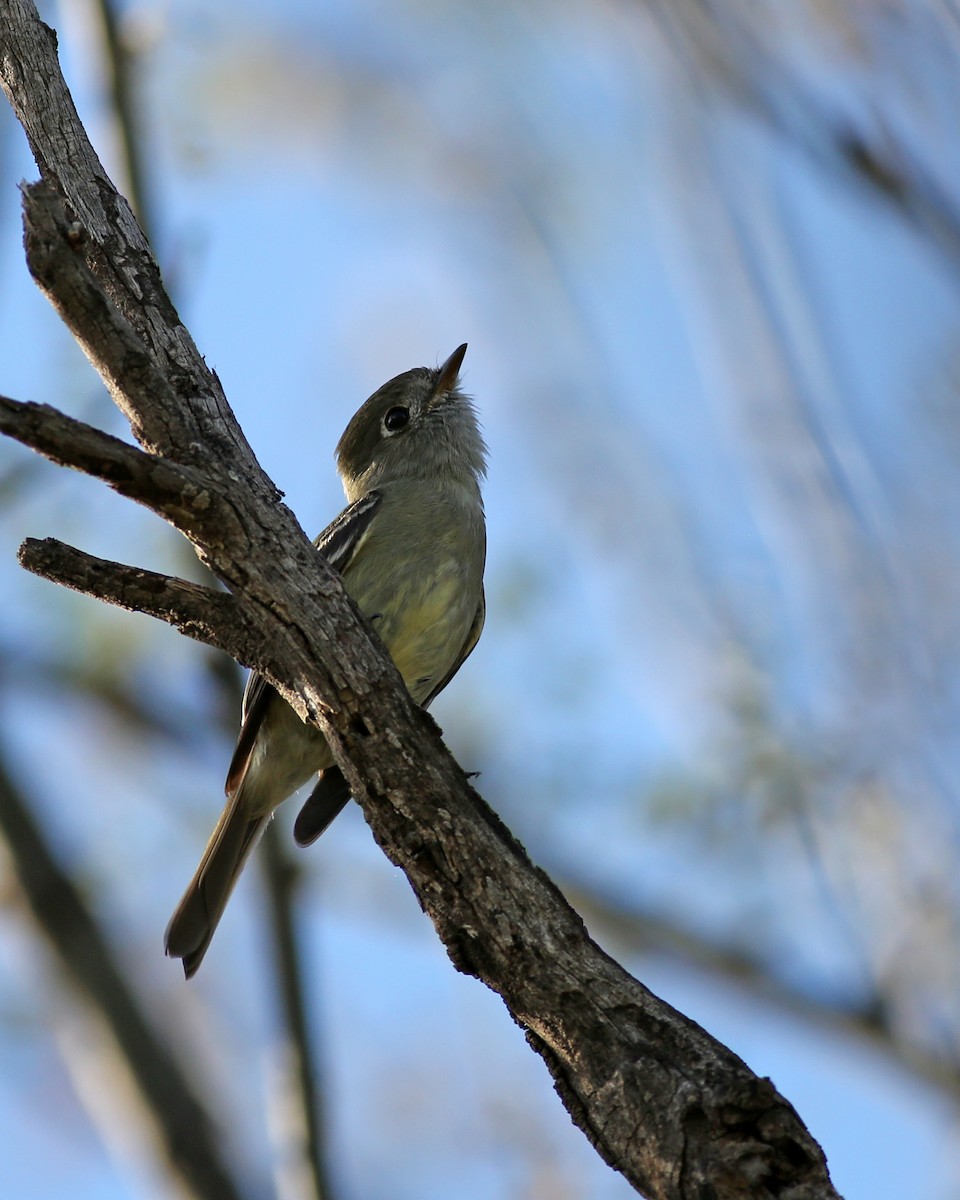 Hammond's Flycatcher - ML647095936