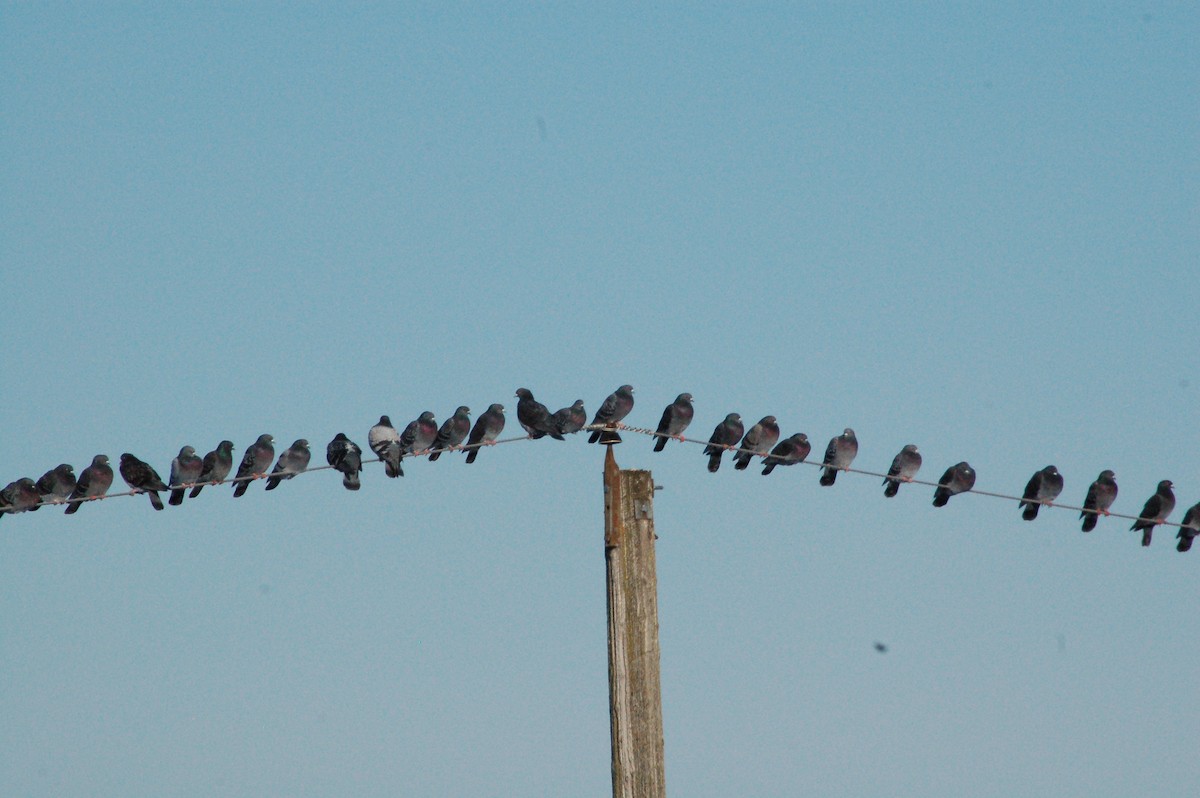 יונת בית - ML647095960