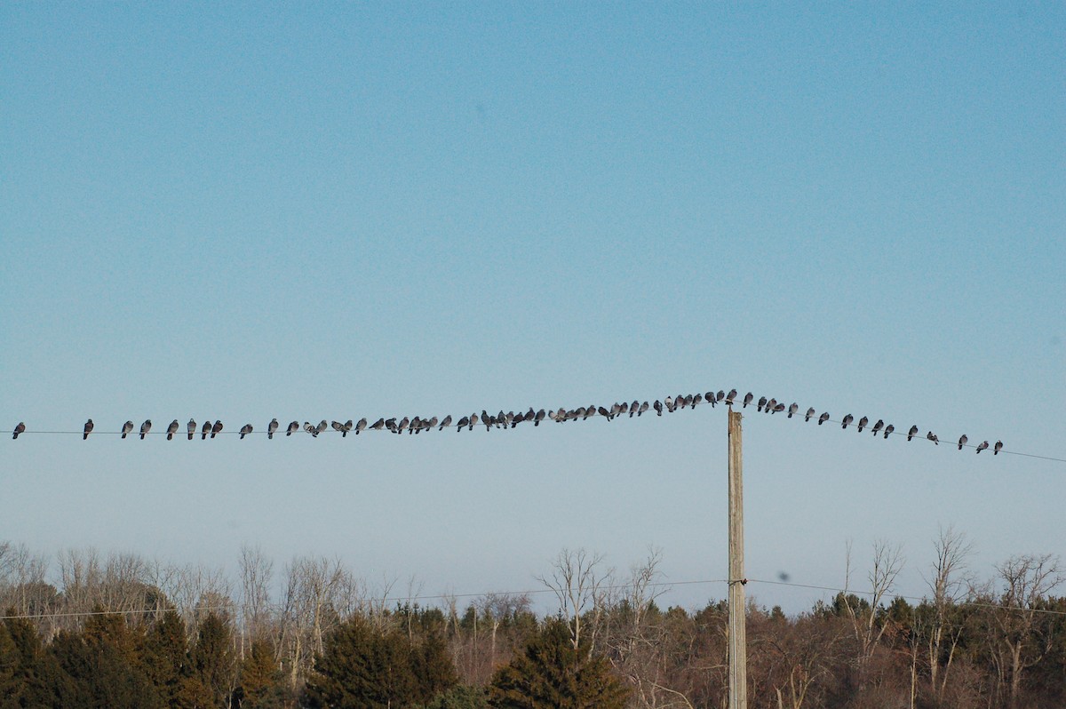 יונת בית - ML647095969