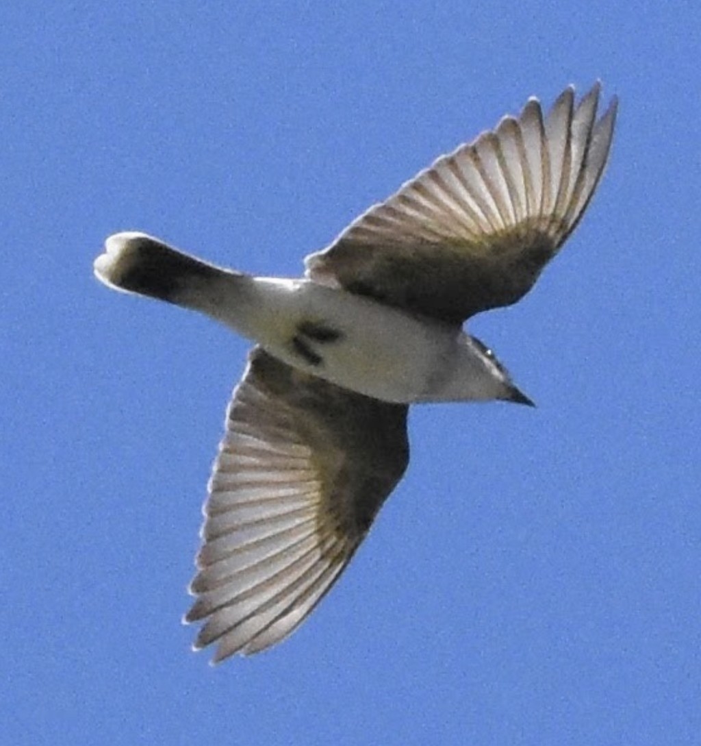 Tyran tritri - ML647095980