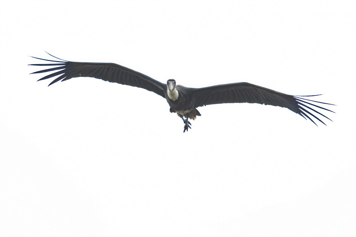 African Woolly-necked Stork - ML647095981