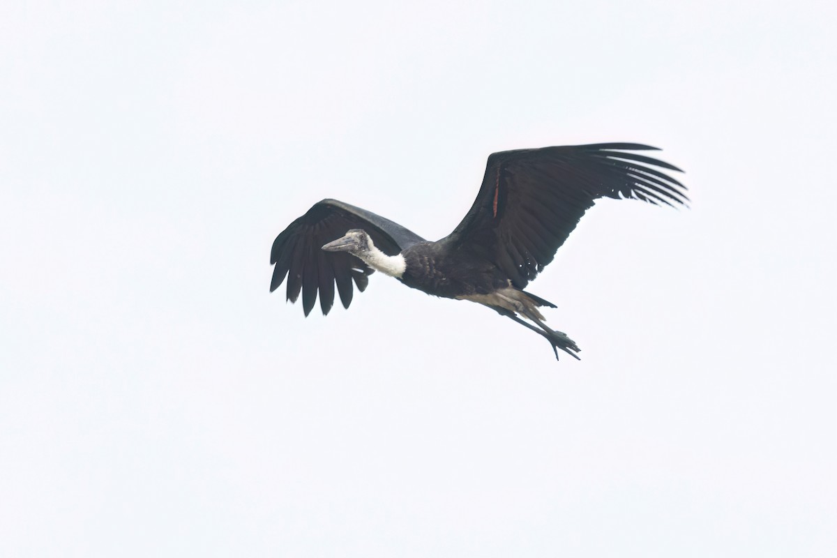 African Woolly-necked Stork - ML647095982