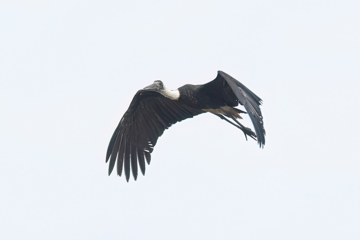 African Woolly-necked Stork - ML647095984