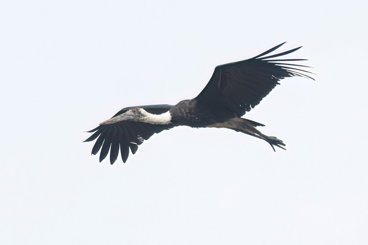 African Woolly-necked Stork - ML647095985