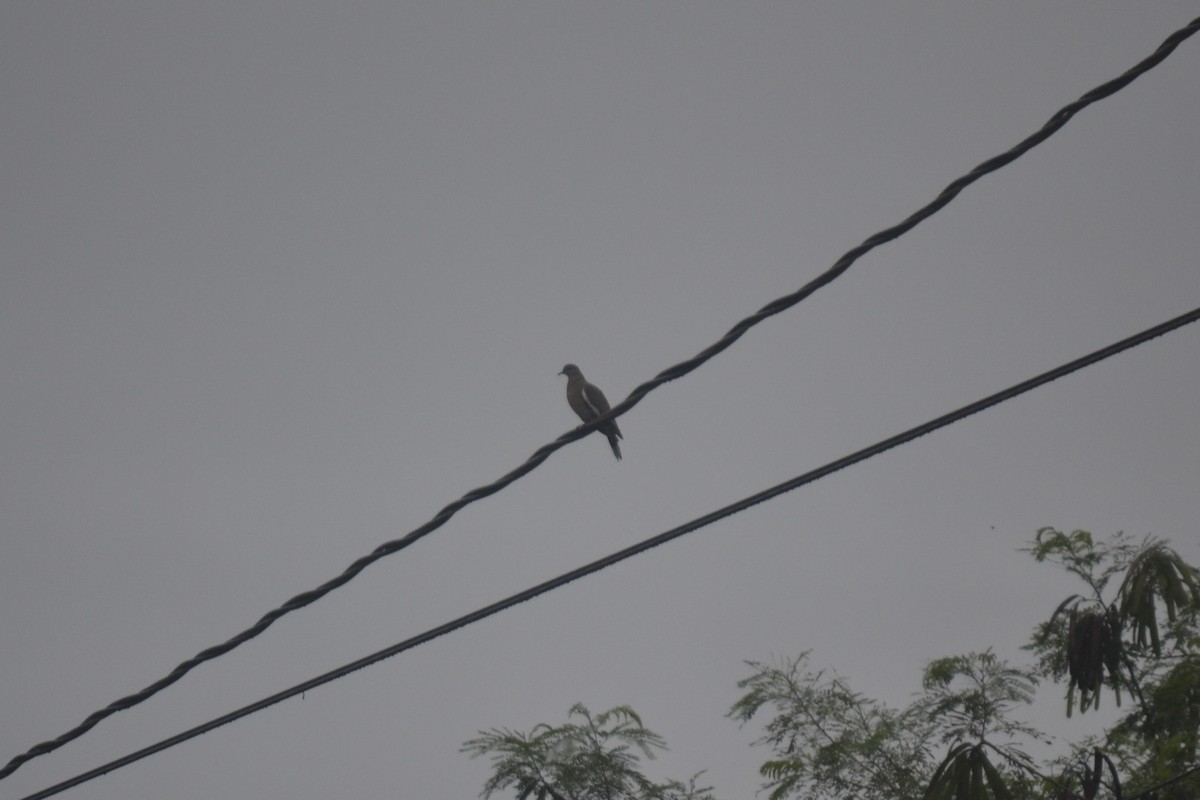 White-winged Dove - ML647095986