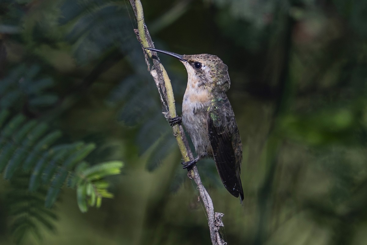 Purple-collared Woodstar - ML647095993