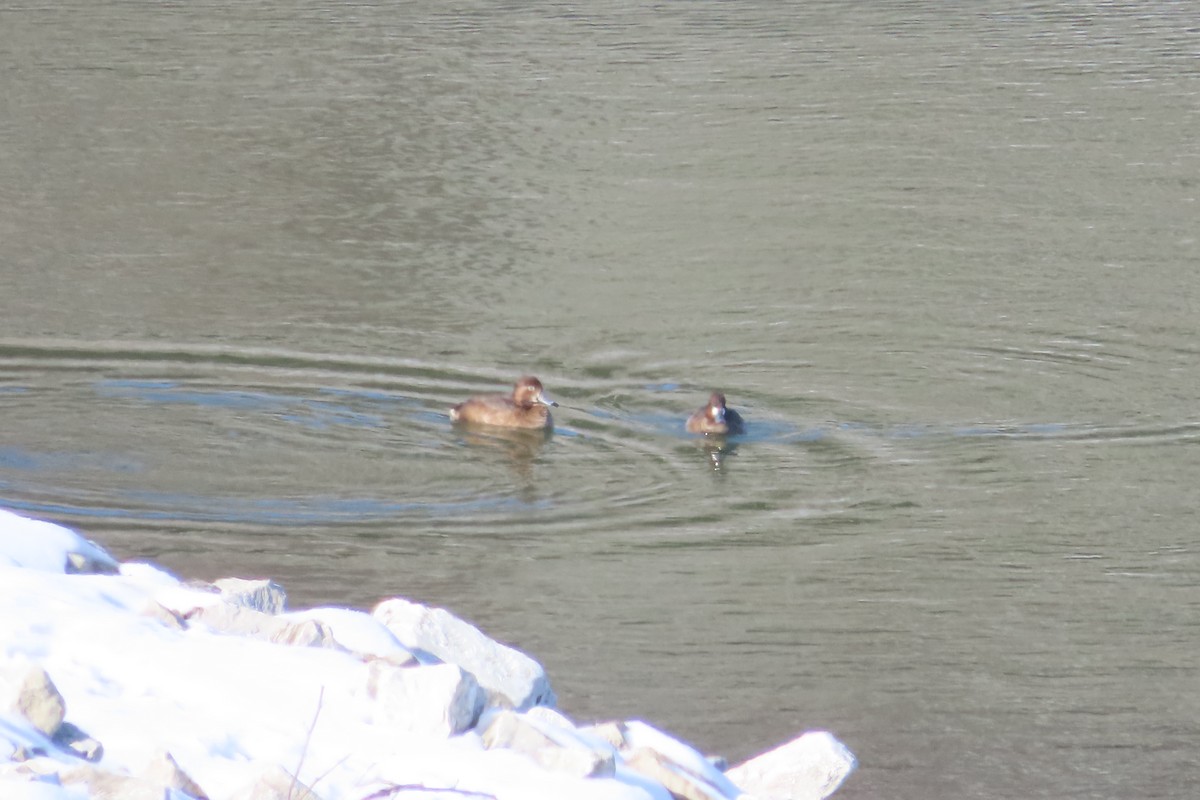 Redhead - ML647095995