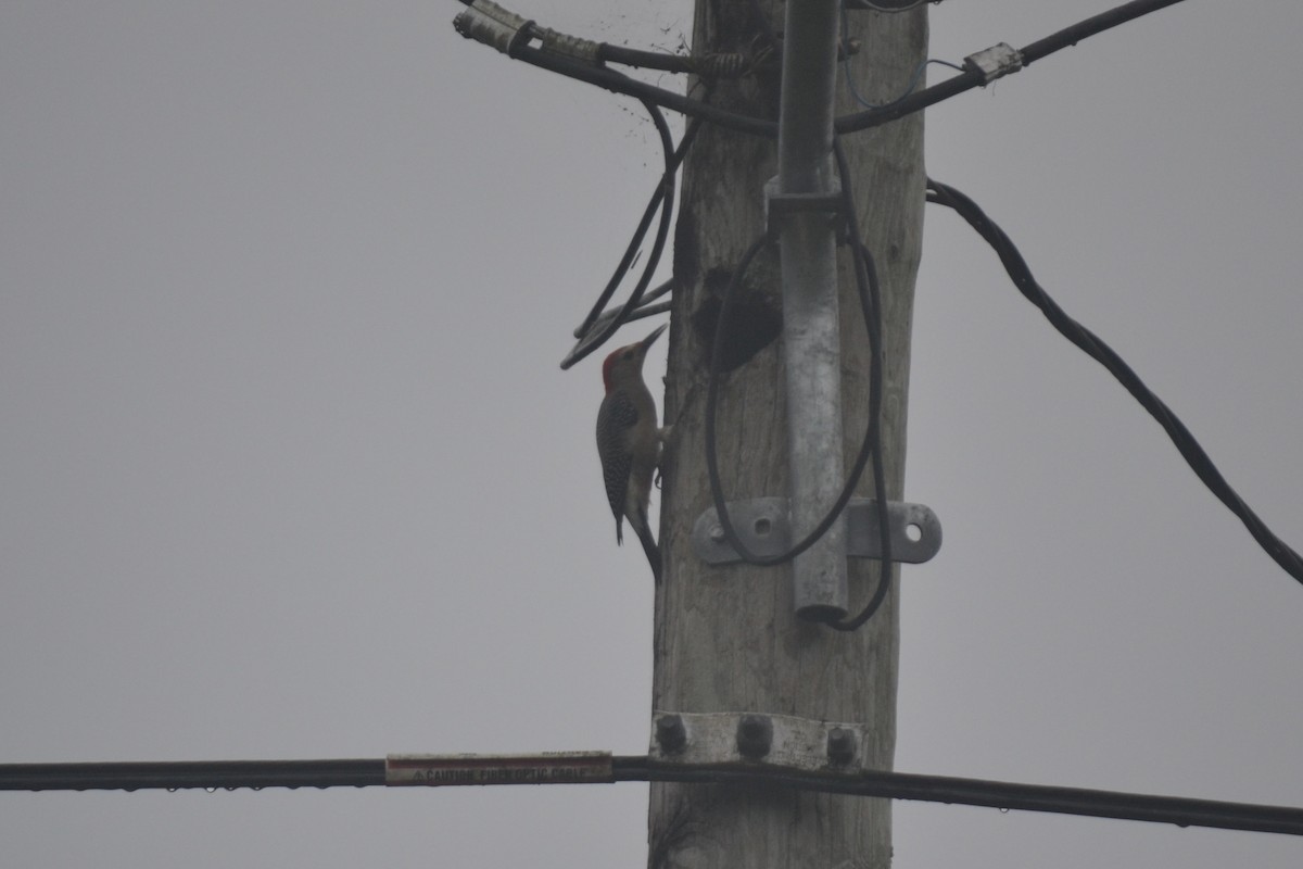 Golden-fronted Woodpecker - ML647095997