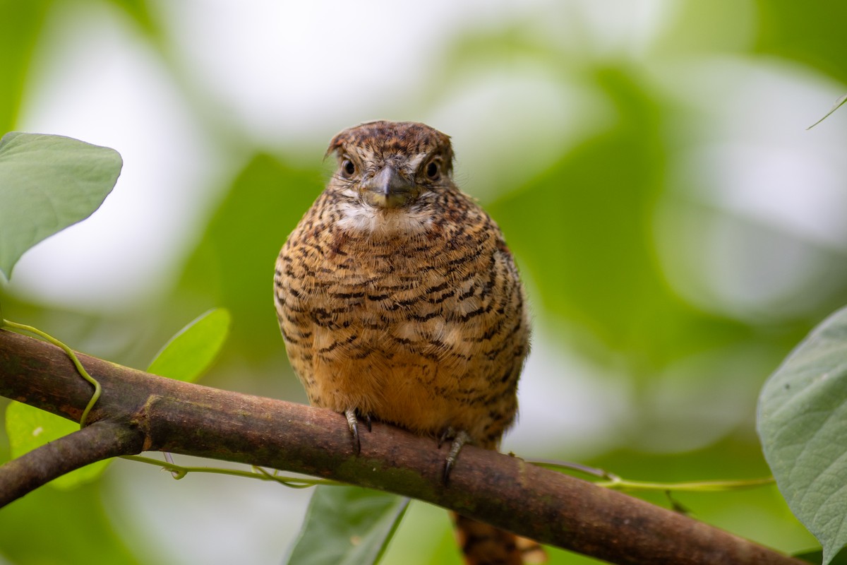 Tigerfaulvogel - ML647095998