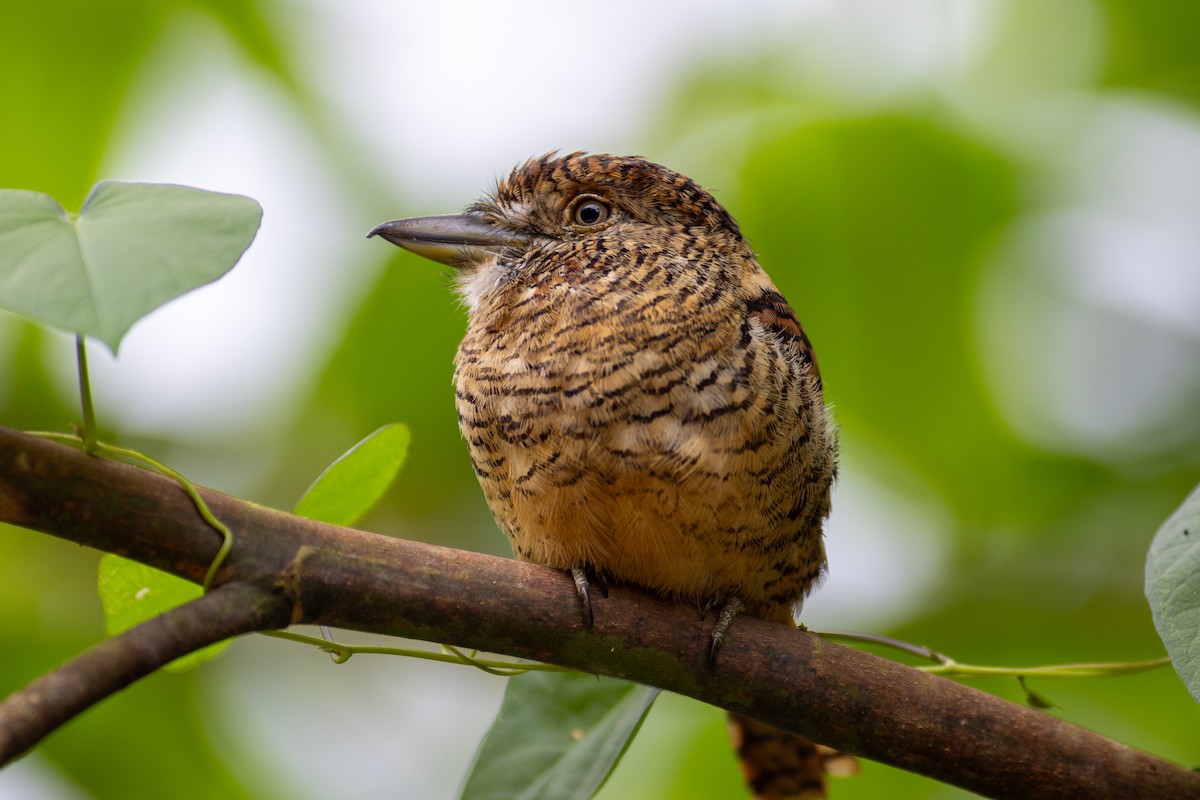 Tigerfaulvogel - ML647095999