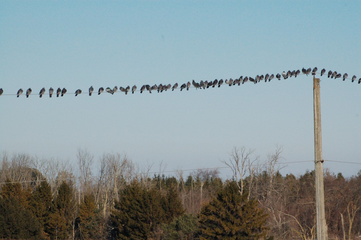 יונת בית - ML647096000
