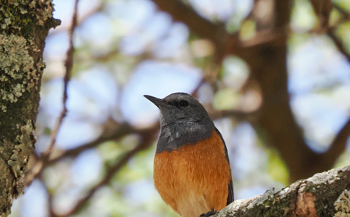 Little Rock-Thrush - ML647096004