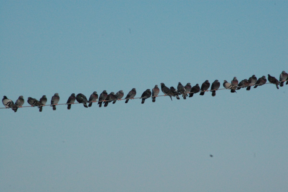 יונת בית - ML647096009