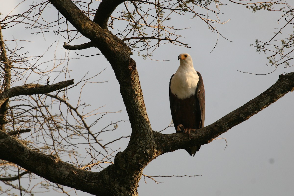 flodørn - ML647096010