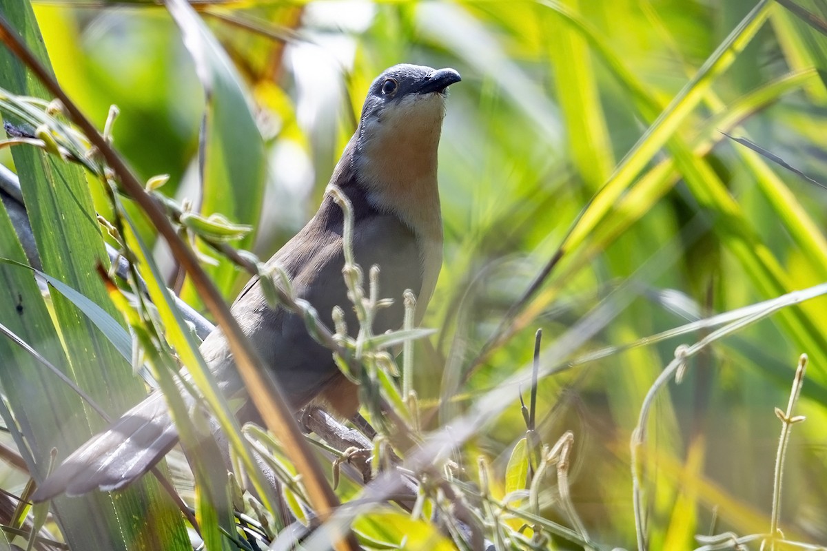 Галапагосская пиайя - ML647096025