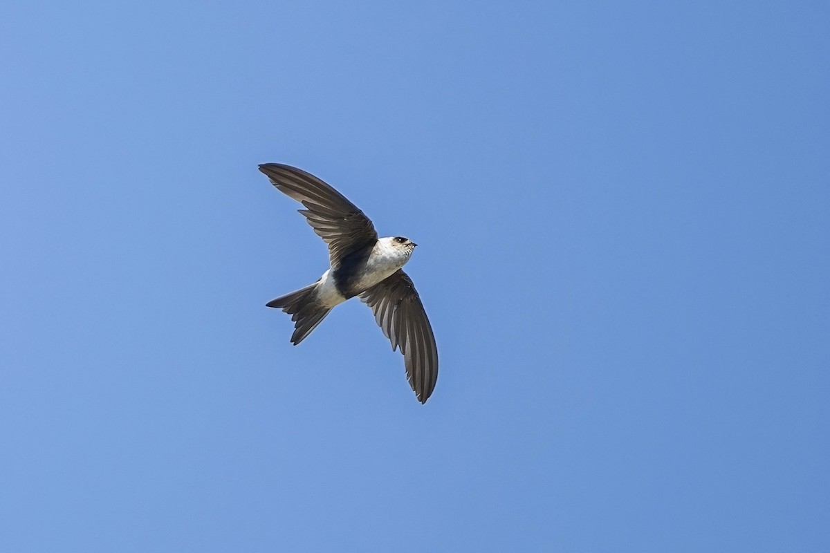 Andean Swift - ML647096036