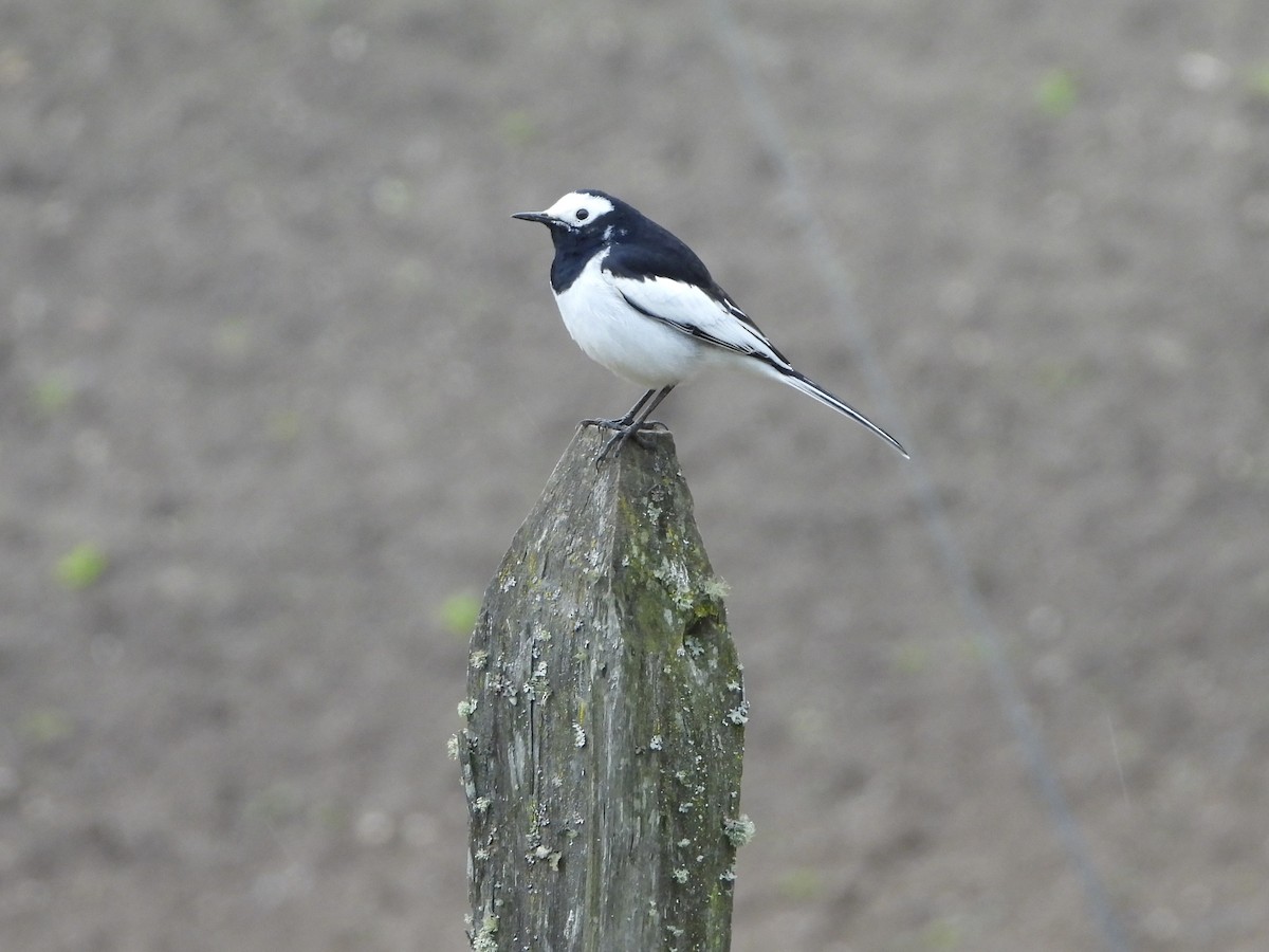 White Wagtail (Hodgson's) - ML647096052
