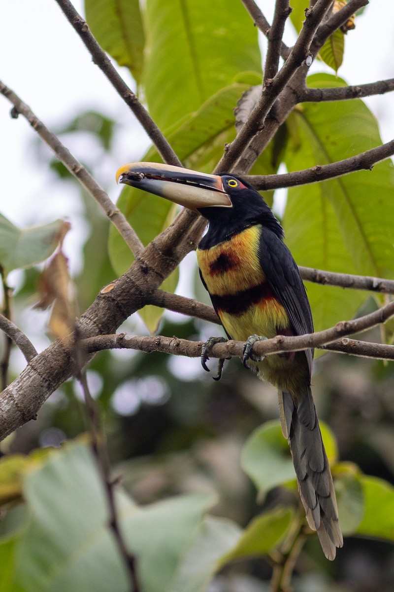 Pale-mandibled Aracari (Pale-billed) - ML647096055