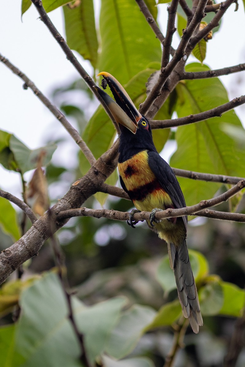 Pale-mandibled Aracari (Pale-billed) - ML647096056