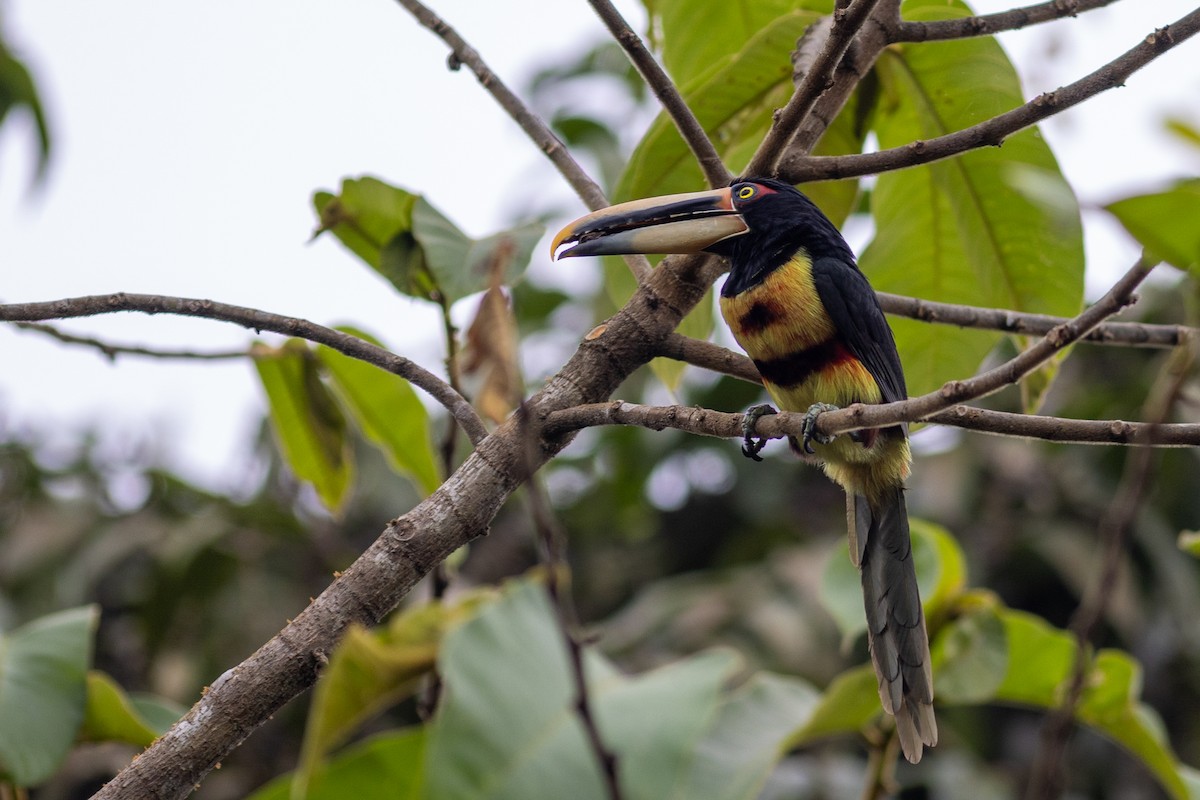 Pale-mandibled Aracari (Pale-billed) - ML647096057