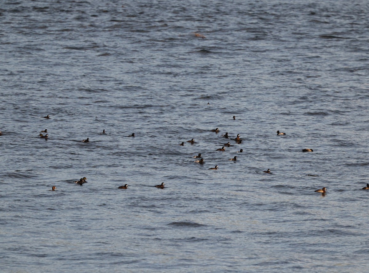 Porrón Bastardo - ML647096059