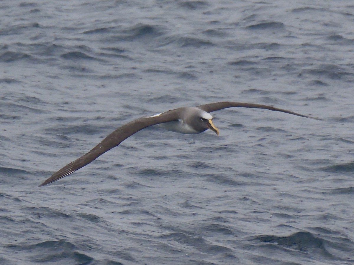 Buller's Albatross - ML647096061