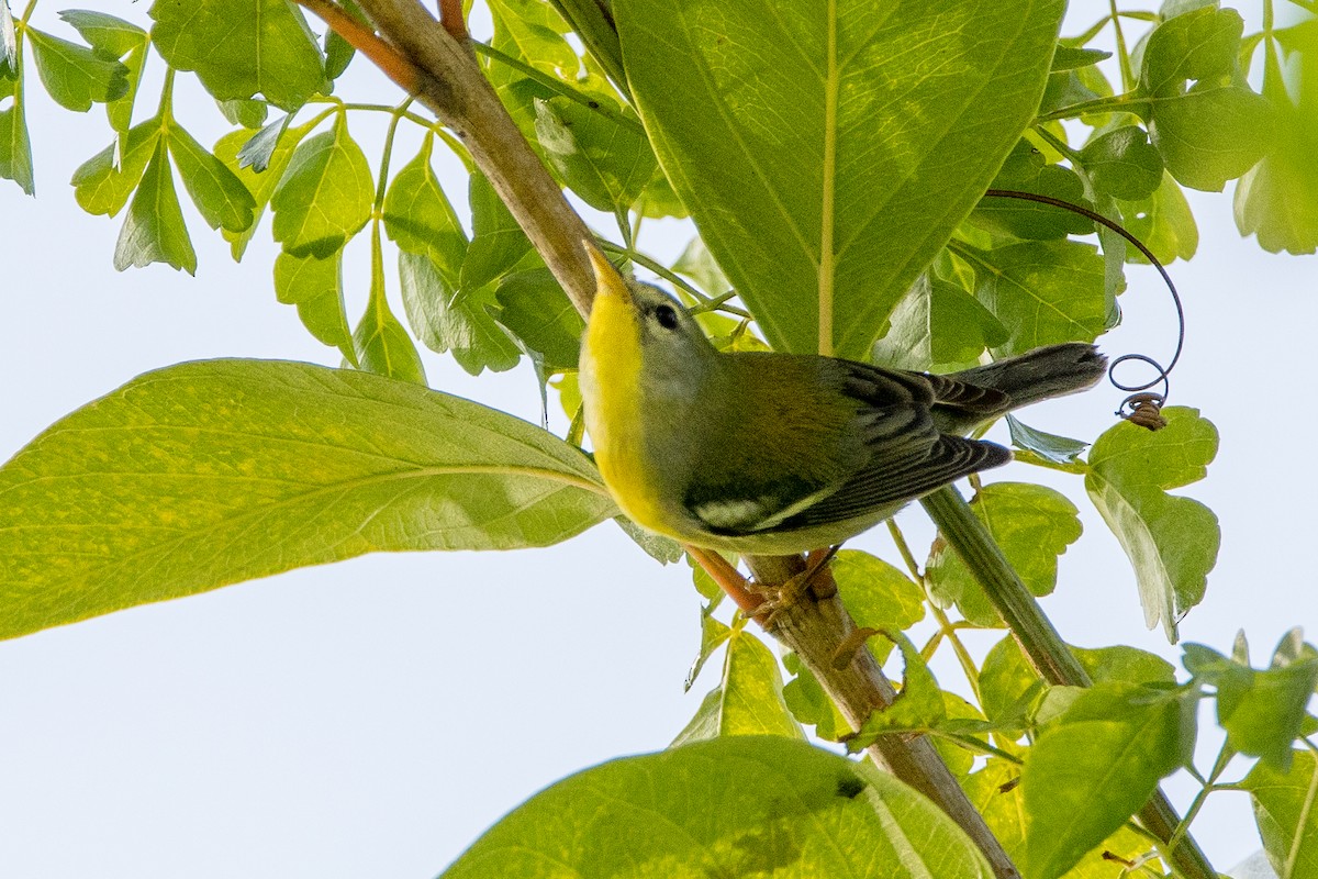 Kuzeyli Parula - ML647096062