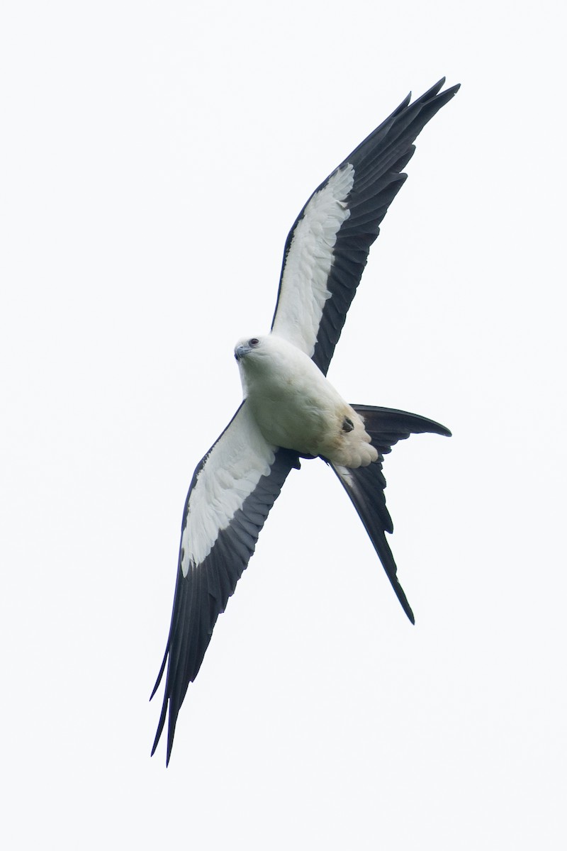 Swallow-tailed Kite - ML647096064