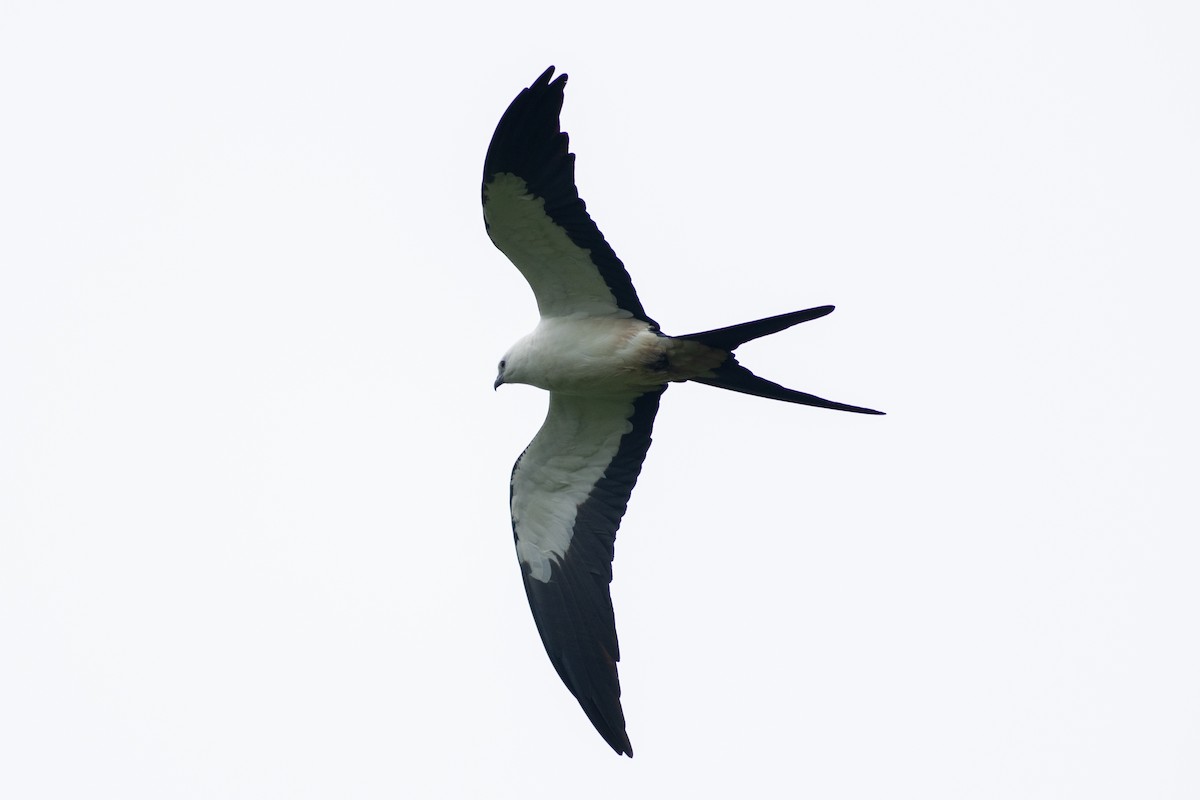 Swallow-tailed Kite - ML647096065