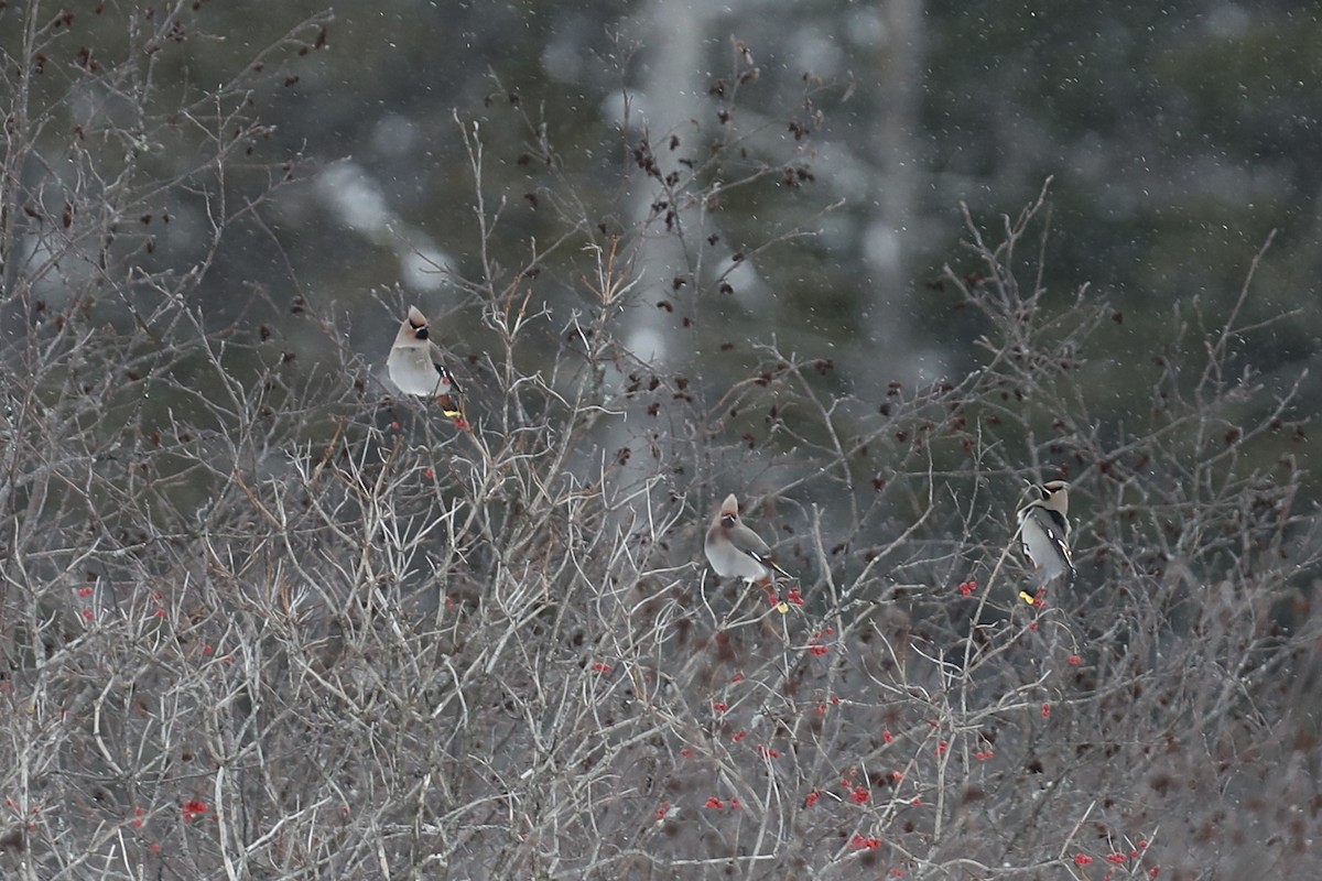 Bohemian Waxwing - ML647096067