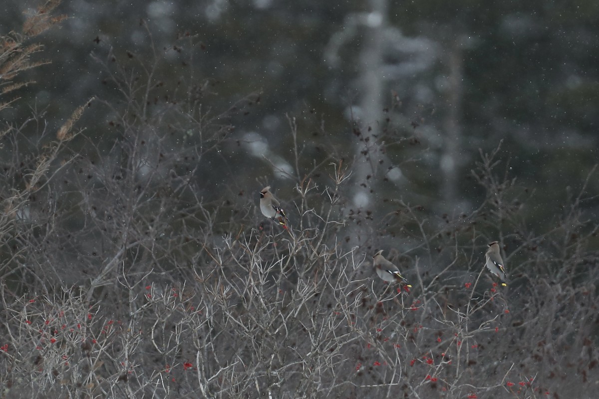 Bohemian Waxwing - ML647096068