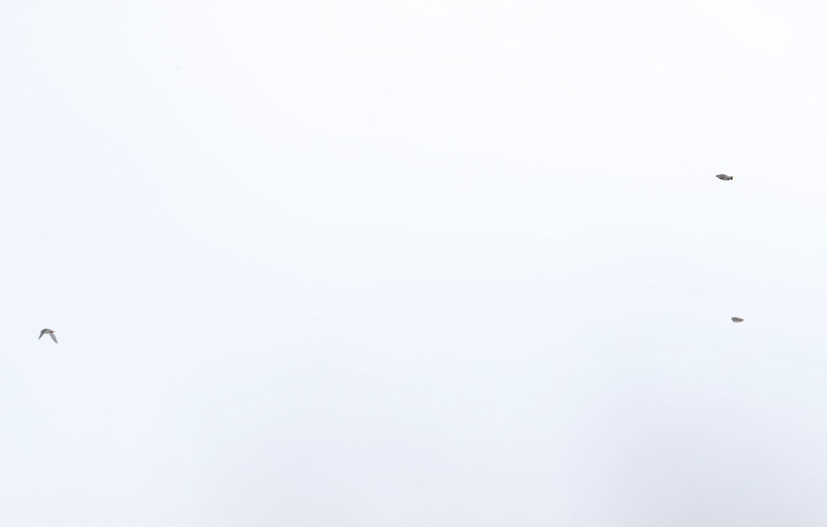 Bohemian Waxwing - ML647096070