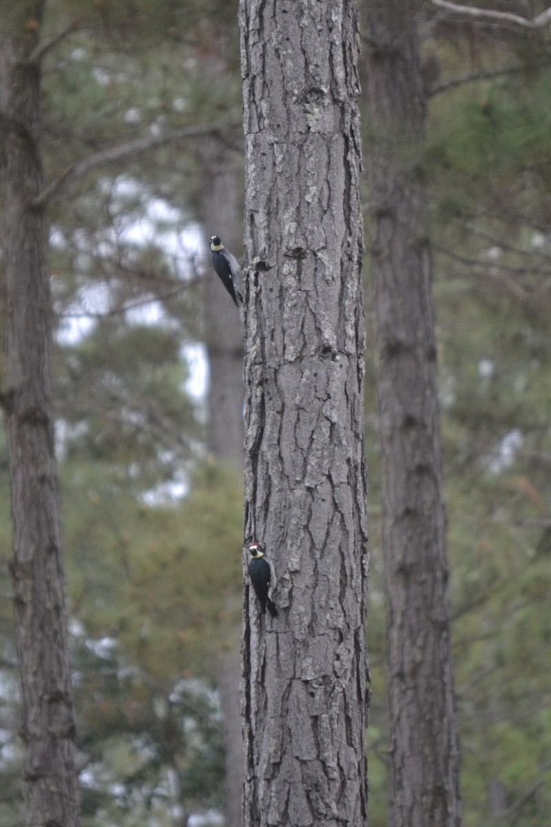 Acorn Woodpecker - ML647096073