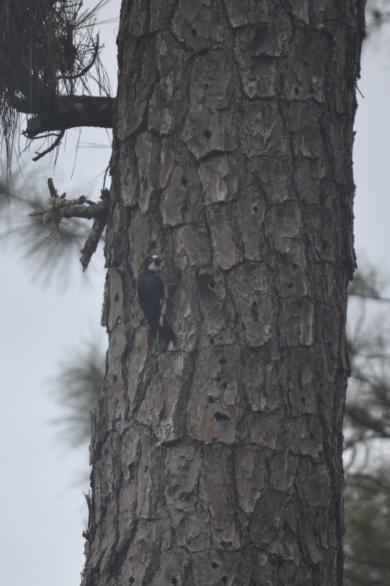 Acorn Woodpecker - ML647096074