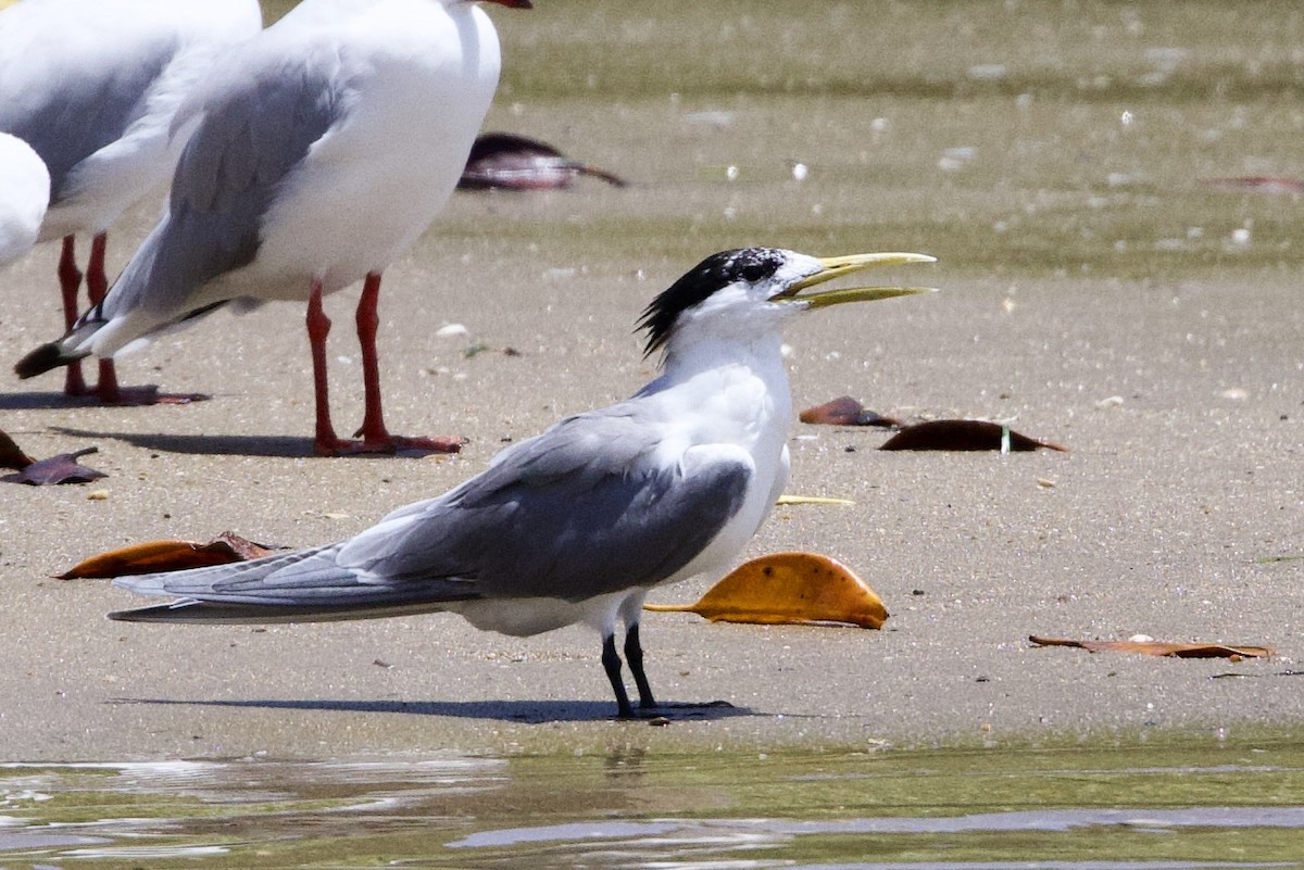 Great Crested Tern - ML647096075