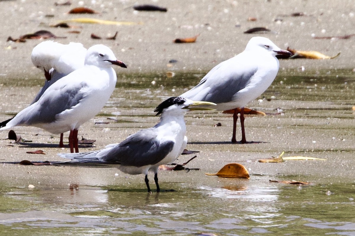 Great Crested Tern - ML647096078