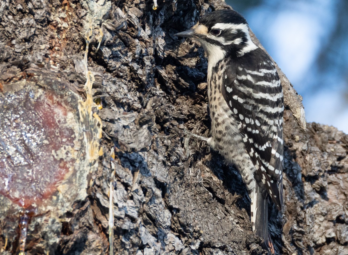 Nuttall's Woodpecker - ML647096082