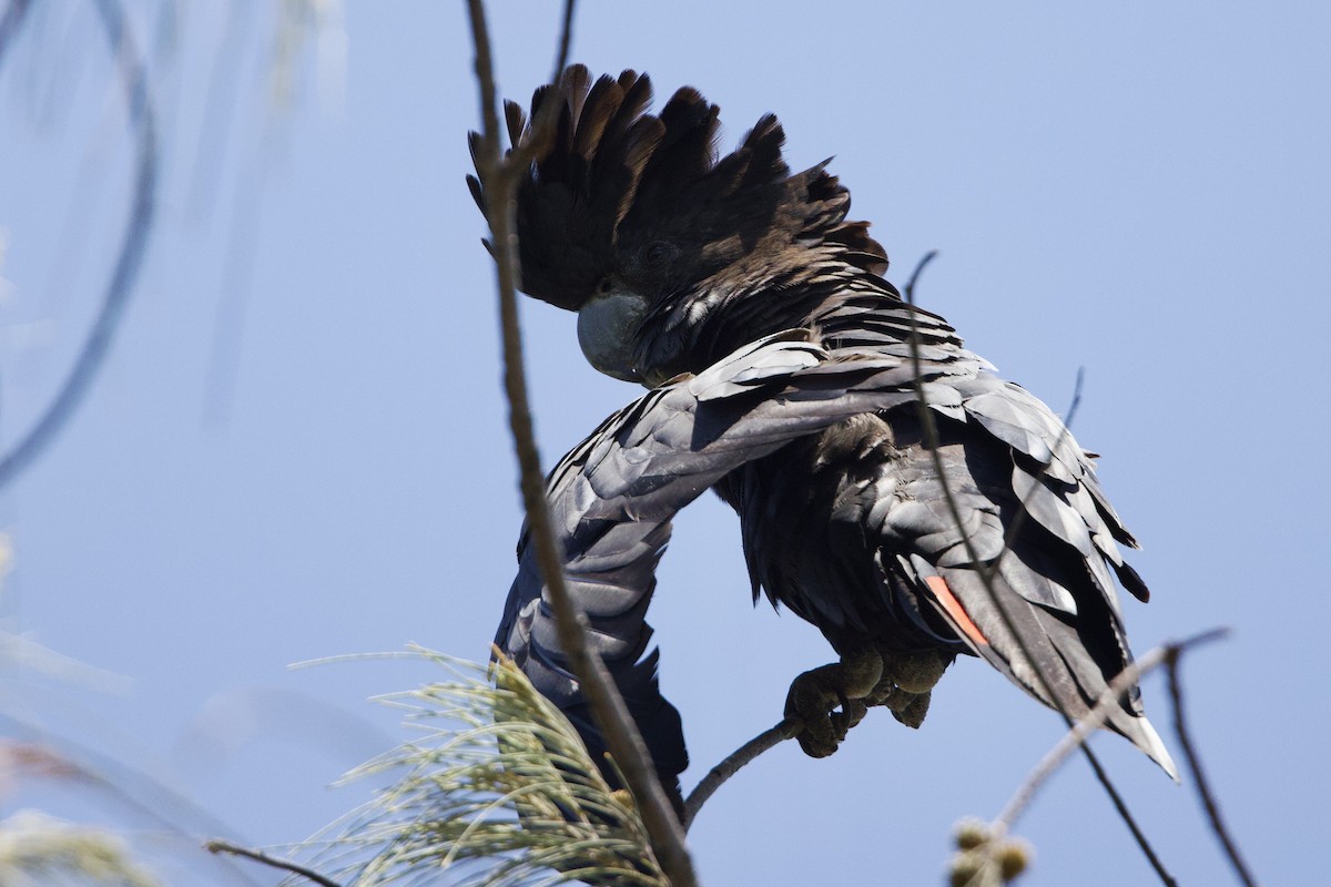 kakadu havraní - ML647096084