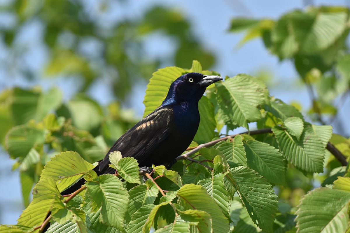 Common Grackle - ML647096085