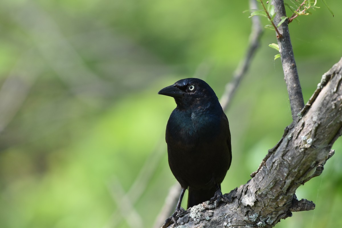 Common Grackle - ML647096086