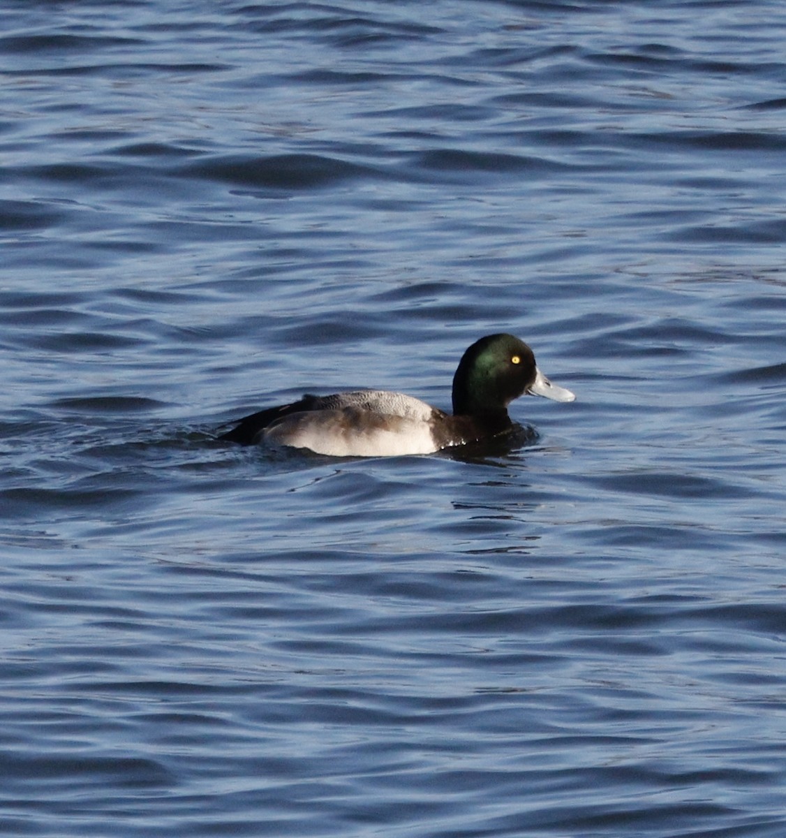 Porrón Bastardo - ML647096088