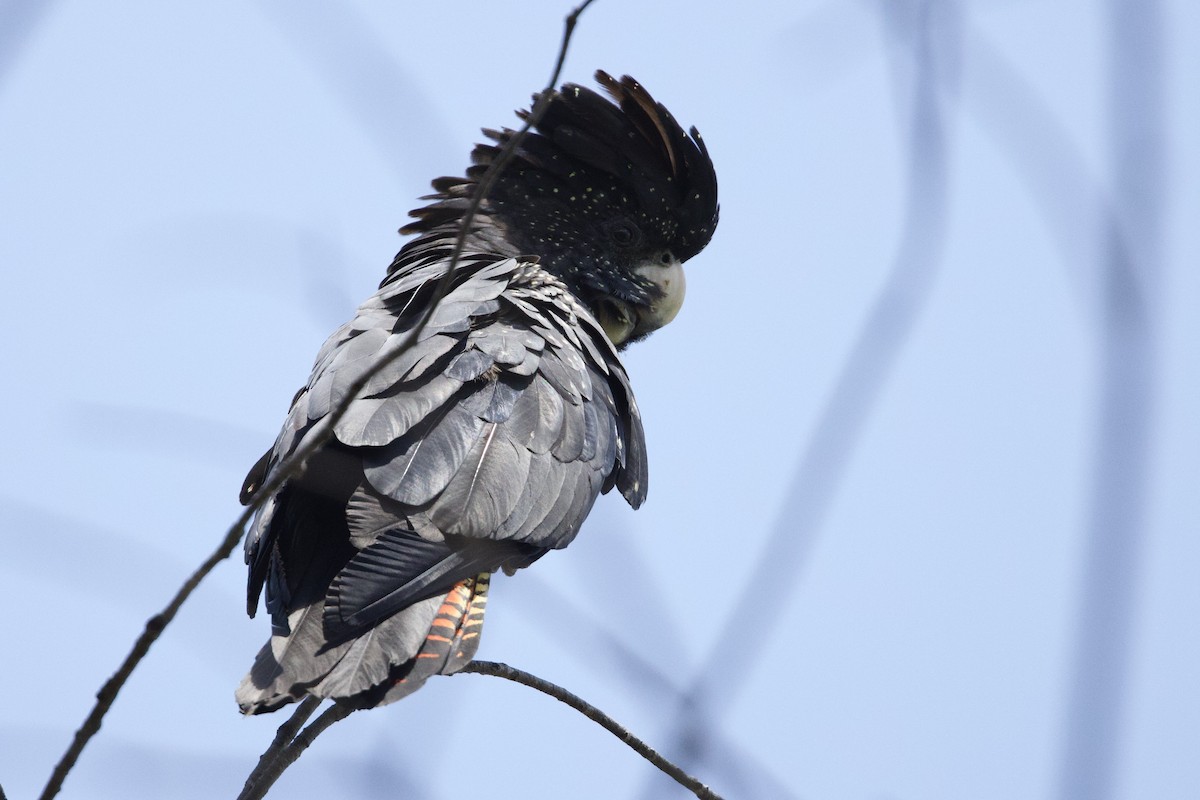 kakadu havraní - ML647096091