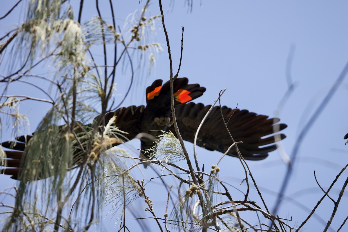kakadu havraní - ML647096092