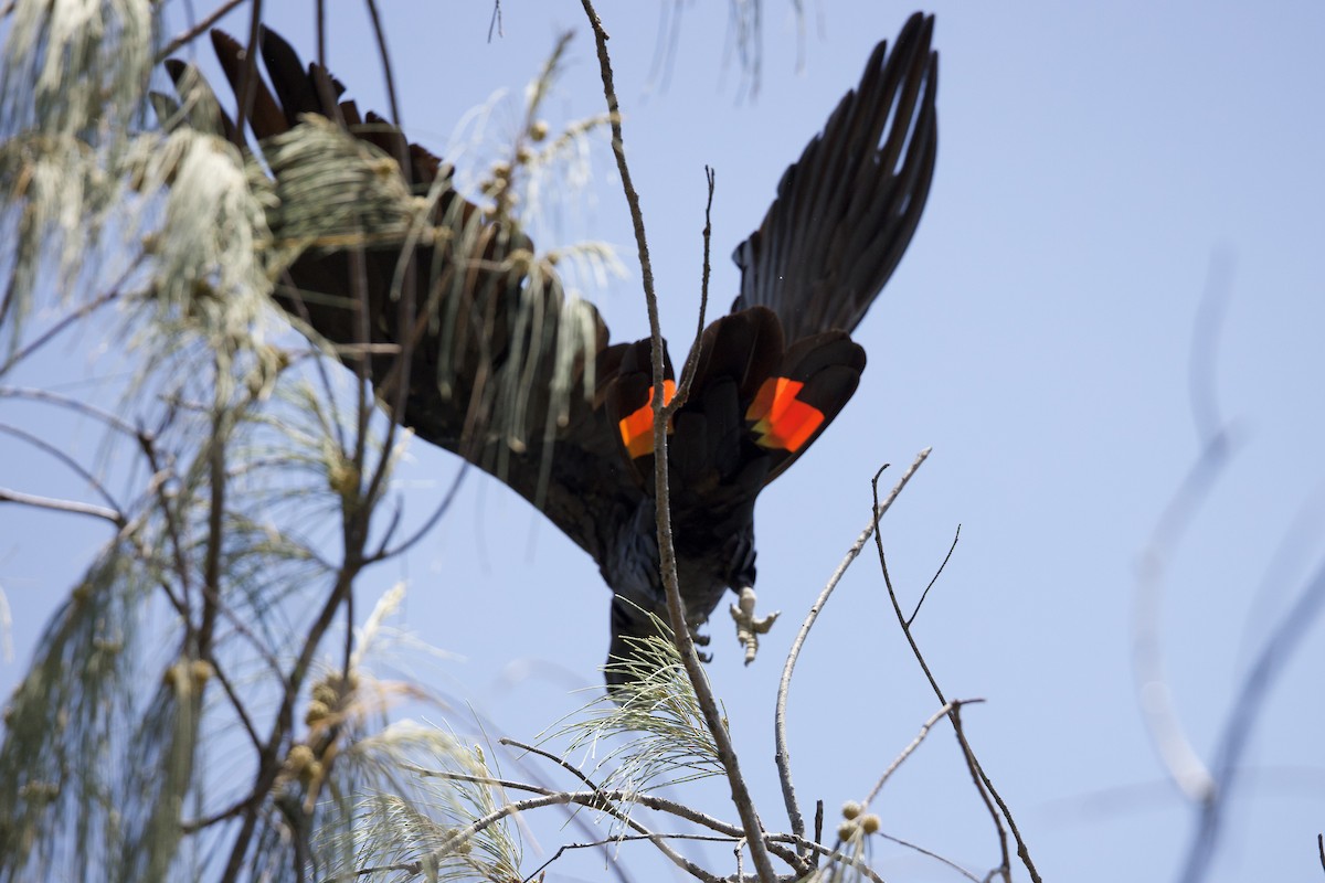 kakadu havraní - ML647096093