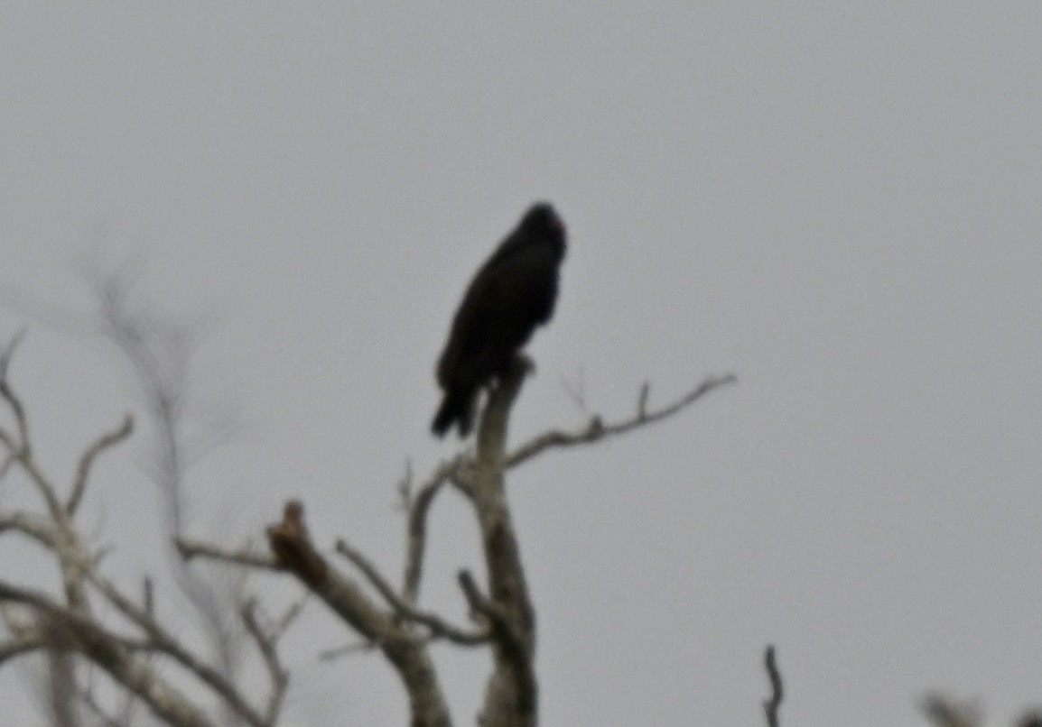 Turkey Vulture - ML647096094