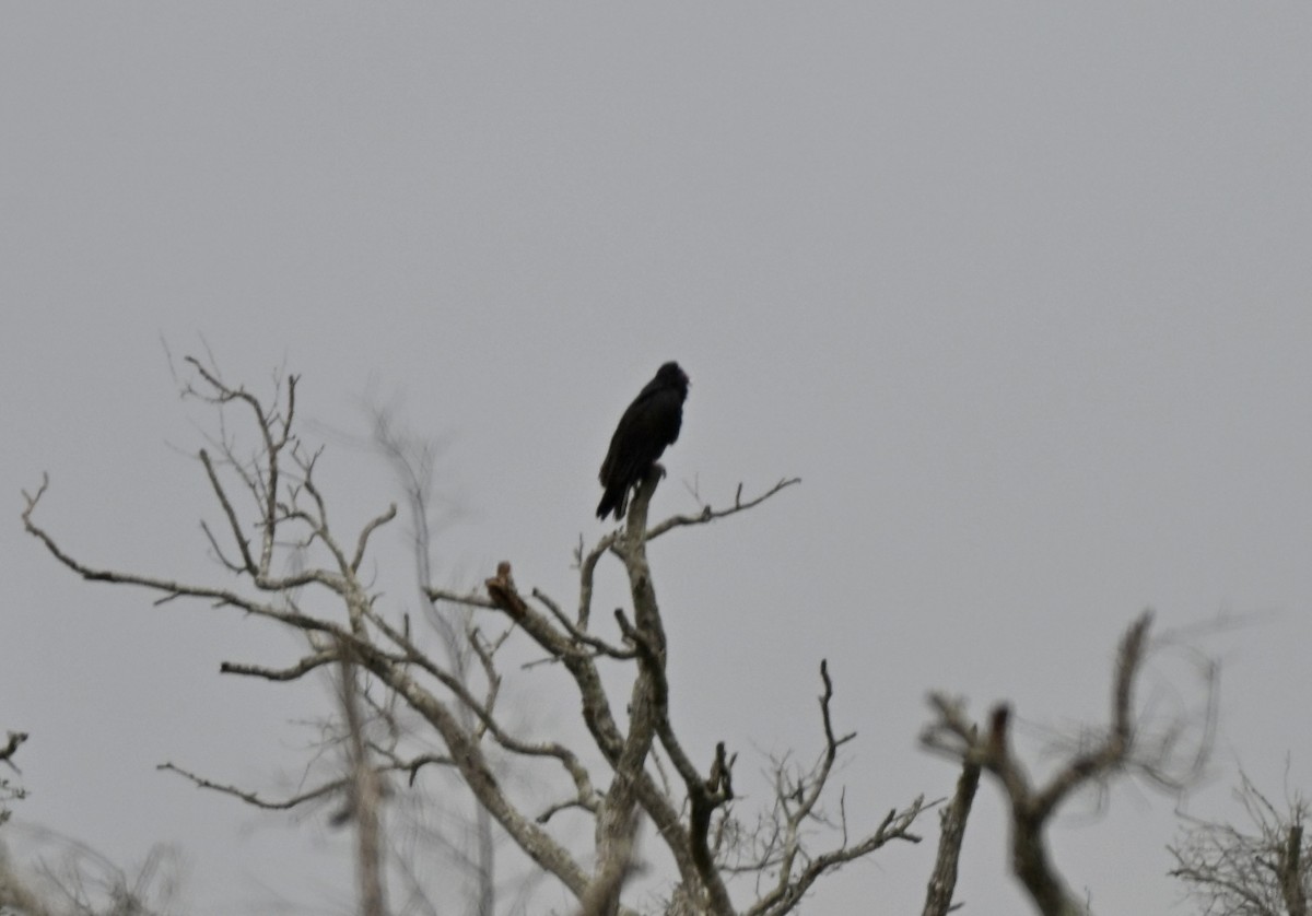 Turkey Vulture - ML647096095