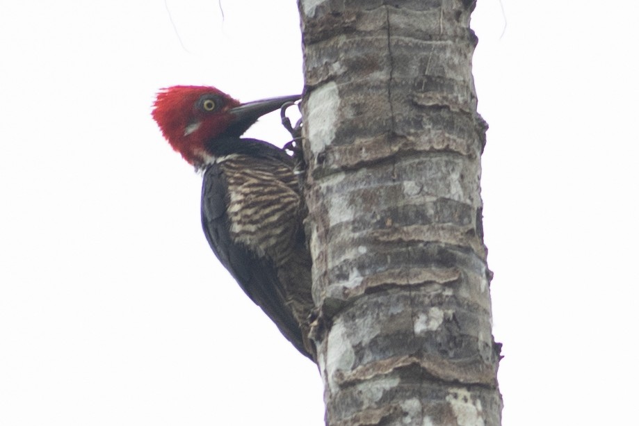 Guayaquil Woodpecker - ML647096100