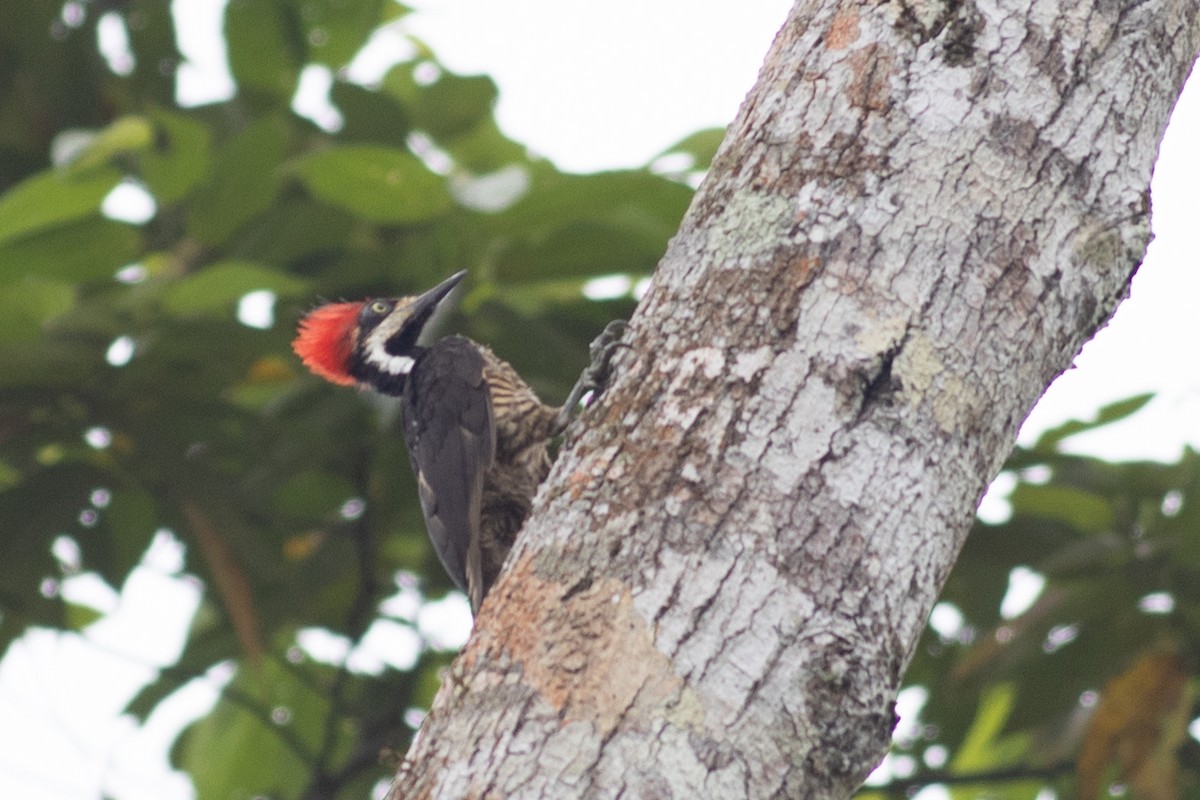 Guayaquil Woodpecker - ML647096101